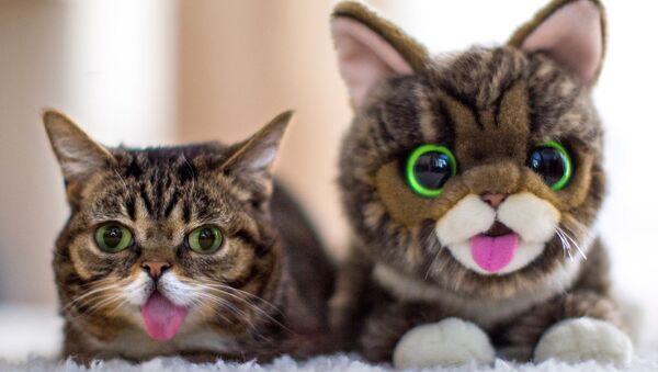 Кошка Лил Баб с плюшевой игрушкой - Sputnik 日本