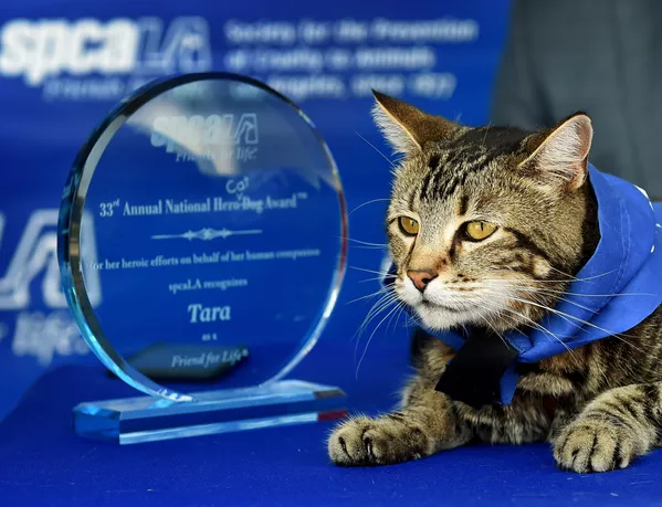 猫のタラ。飼い主の四歳の息子を犬から助けて有名になった。 猫のタラ。飼い主の四歳の息子を犬から助けて有名になった。 - Sputnik 日本