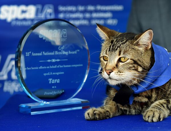 猫のタラ。飼い主の四歳の息子を犬から助けて有名になった。 - Sputnik 日本