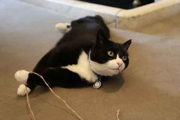 パーマストンはロンドンで外務・英連邦省のネズミ捕獲長をつとめている猫だ。ラリーとよくけんかするみたい。 パーマストンはロンドンで外務・英連邦省のネズミ捕獲長をつとめている猫だ。ラリーとよくけんかするみたい。 - Sputnik 日本