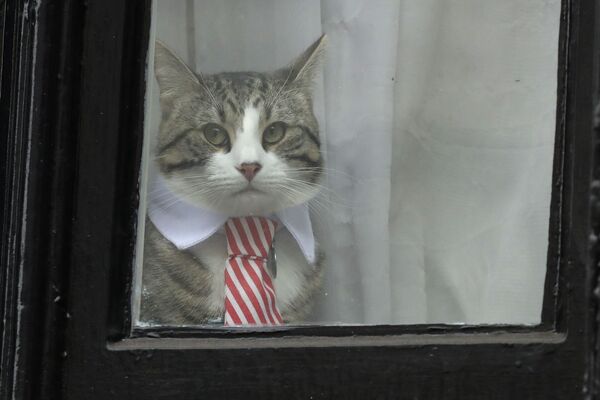 ネクタイを締めているジュリアン・アサンジの猫。 - Sputnik 日本