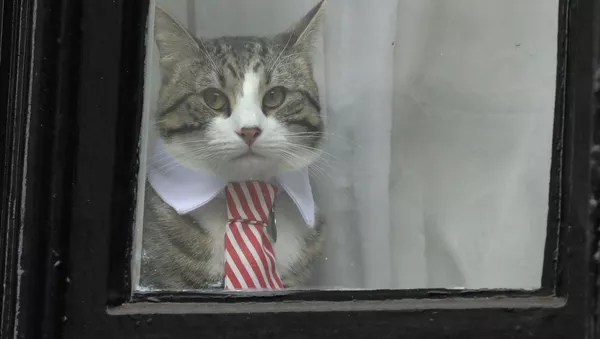 アサンジ氏の猫 - Sputnik 日本