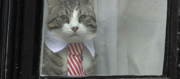 アサンジ氏の猫 アサンジ氏の猫 - Sputnik 日本