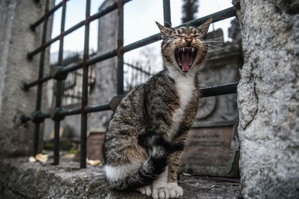 あくびをするイスタンブールの猫。 - Sputnik 日本