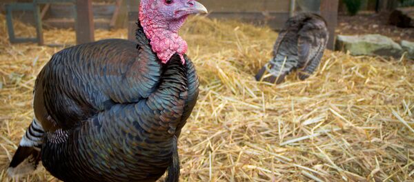 儀式の舞か？　猫の死体を囲んで回る七面鳥にＳＮＳが騒然【動画】 - Sputnik 日本