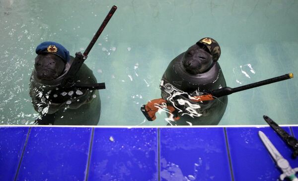 イルクーツク水族館のオットセイ達が、戦勝70周年を記念した特別ショーを市民のために準備 - Sputnik 日本