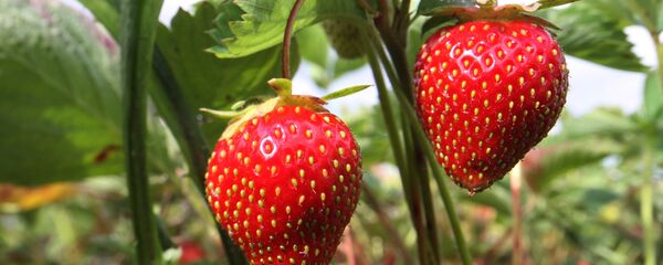 イチゴ イチゴ - Sputnik 日本