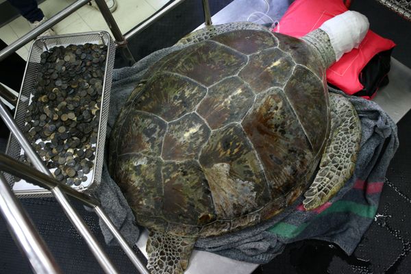 生きたカメの胃から5キロの硬貨摘出、タイ - Sputnik 日本
