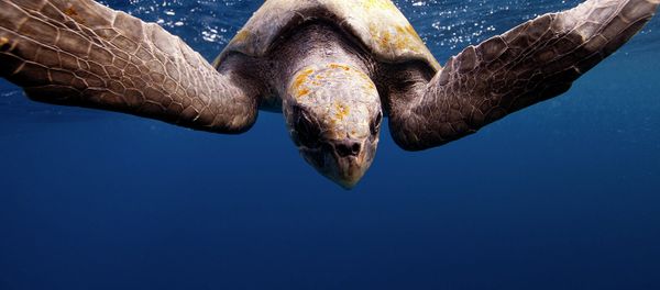 Underwater Photography Underwater Photography - Sputnik 日本