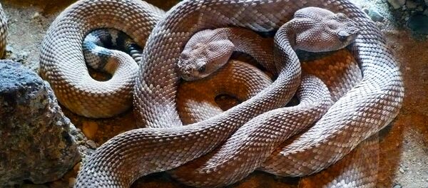 ヘビ 資料写真 ヘビ 資料写真 - Sputnik 日本