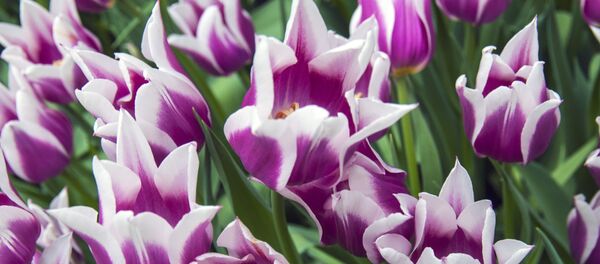 マレーシア首相、役人には花や食べ物のみを贈るよう呼びかける - Sputnik 日本