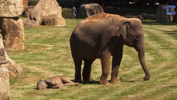 日本で動物公園の飼育員が象に鼻で打ちつけられて死亡 - Sputnik 日本