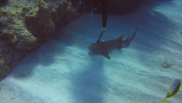 サメが刺さったナイフを抜くようダイバーにお願いする【動画】 - Sputnik 日本
