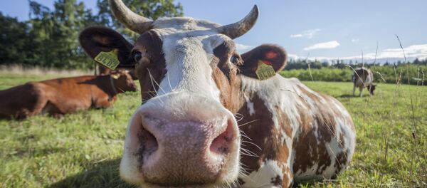 対立の新展開 オランダ人への復讐で、トルコ政治家がオランダ牛屠殺へ 対立の新展開 オランダ人への復讐で、トルコ政治家がオランダ牛屠殺へ - Sputnik 日本