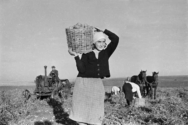 女性がじゃがいもの収穫をしている 女性がじゃがいもの収穫をしている - Sputnik 日本