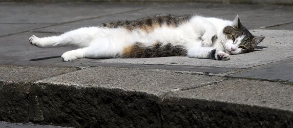 最も社会的地位の高い猫が、怠慢が原因で役職を解かれるかもしれない 最も社会的地位の高い猫が、怠慢が原因で役職を解かれるかもしれない - Sputnik 日本