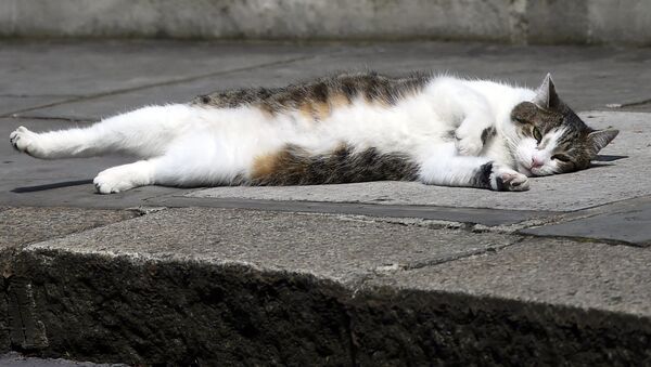 最も社会的地位の高い猫が、怠慢が原因で役職を解かれるかもしれない - Sputnik 日本