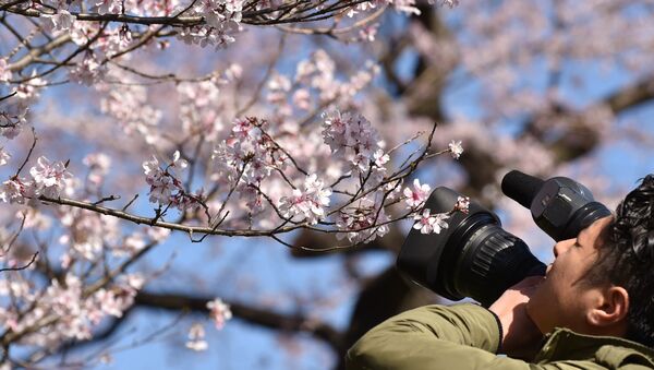 A television cameraman films cherry blossoms - Sputnik 日本