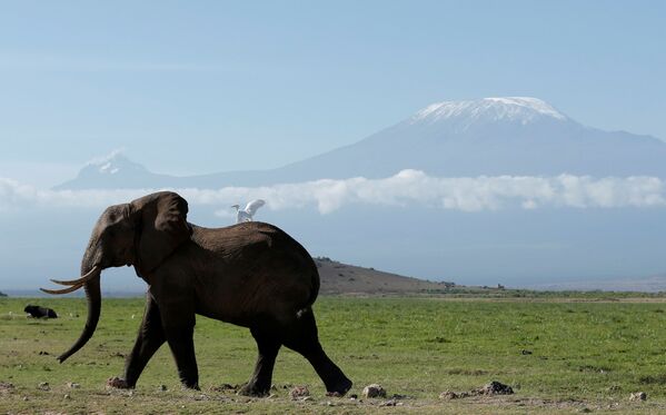 ケニア、アンボセリ国立公園の子象、後ろ見えるのはキリマンジャロ山 - Sputnik 日本