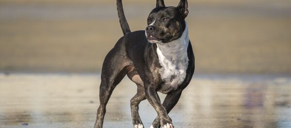 テレビ番組の撮影中、犬が飼い主を八つ裂きに 英国 テレビ番組の撮影中、犬が飼い主を八つ裂きに 英国 - Sputnik 日本