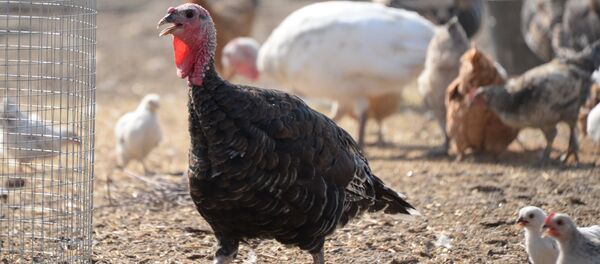 米国：巨大な七面鳥が自動車のフロントガラスを割る　【写真】 - Sputnik 日本