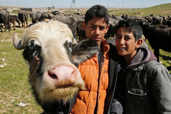 モスル近郊バドゥシュ（Badush）からのイラク人農家と水牛 - Sputnik 日本