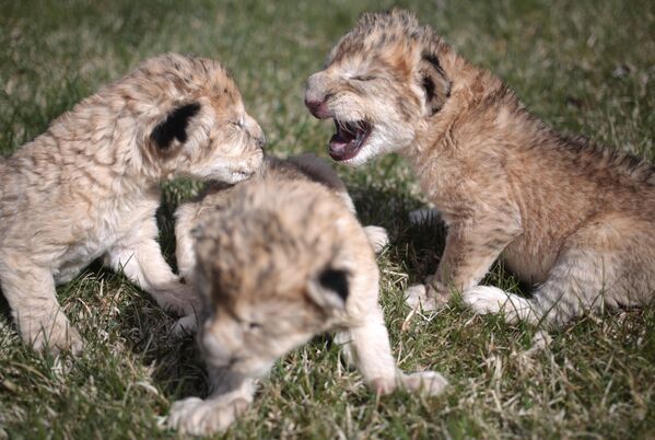 ベロゴルスクのライオン動物園「タイガン」で誕生したライオンの赤ちゃん - Sputnik 日本