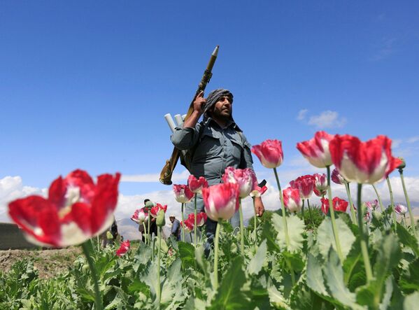 ケシの駆除作業を行うアフガニスタン警察 - Sputnik 日本