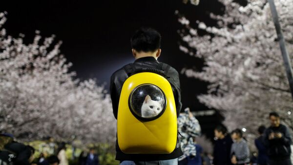 上海の桜の木の下でネコを散歩させる男性 - Sputnik 日本