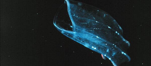 地球初の動物はどんな見た目だったのか？ - Sputnik 日本