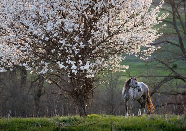 馬の育成が行われているクリミアのクリノフカ村の風景 - Sputnik 日本
