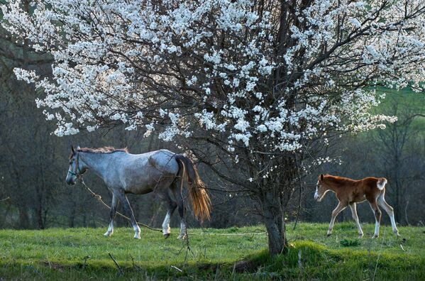 馬の育成が行われているクリミアのクリノフカ村の風景 - Sputnik 日本