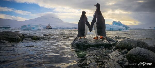 南極でコウテイペンギンひな数千匹死ぬ 何が起きたのか 南極でコウテイペンギンひな数千匹死ぬ 何が起きたのか - Sputnik 日本