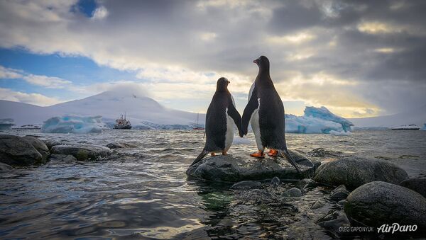 南極でコウテイペンギンひな数千匹死ぬ　何が起きたのか - Sputnik 日本