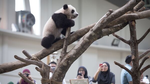 子パンダ、女性の頭に噛み付く　中国動物園で【動画】 - Sputnik 日本