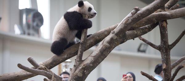 子パンダ、女性の頭に噛み付く　中国動物園で【動画】 - Sputnik 日本