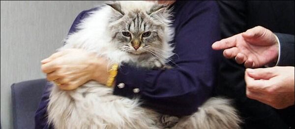 秋田県知事 プーチン大統領からの猫にメロメロな自分を語る 秋田県知事 プーチン大統領からの猫にメロメロな自分を語る - Sputnik 日本