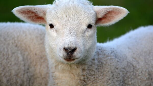人工子宮で羊の胎児の４週間生育に成功【動画】 - Sputnik 日本