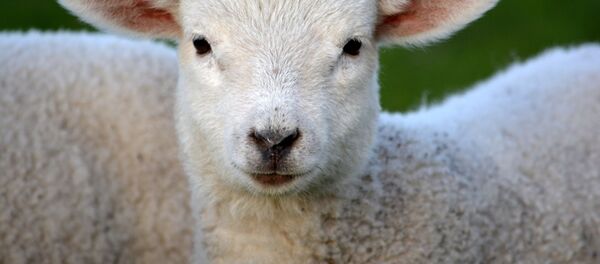 人工子宮で羊の胎児の４週間生育に成功【動画】 - Sputnik 日本
