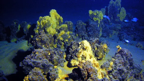カナリア諸島で新たな生命体を発見 - Sputnik 日本