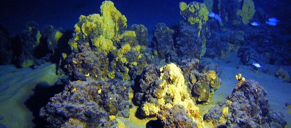 カナリア諸島で新たな生命体を発見 カナリア諸島で新たな生命体を発見 - Sputnik 日本