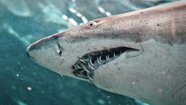 仏領の島でサメのレスキュー隊員がサメに襲われる - Sputnik 日本