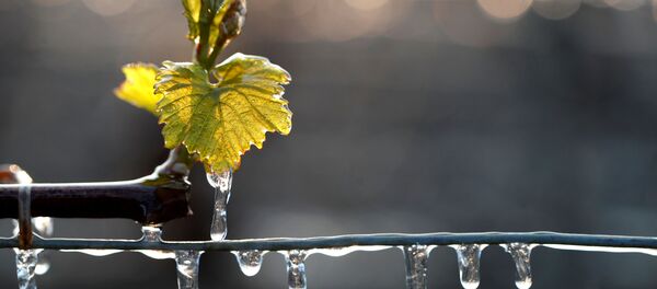 ぶどうに水 - Sputnik 日本