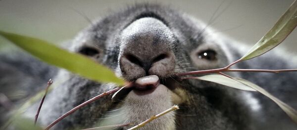 コアラ - Sputnik 日本