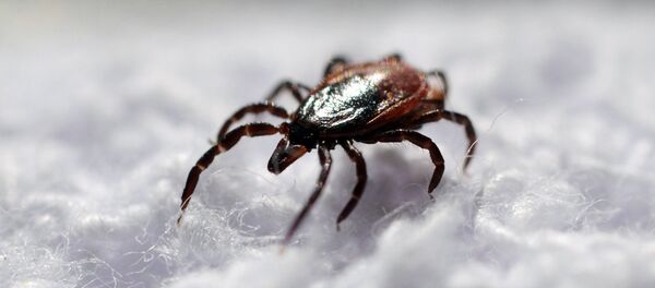 ダニ ダニ - Sputnik 日本