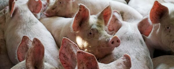 豚 - Sputnik 日本