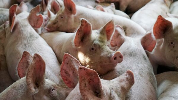 岐阜県、豚の大量殺処分継続を決定　豚コレラ発生で - Sputnik 日本