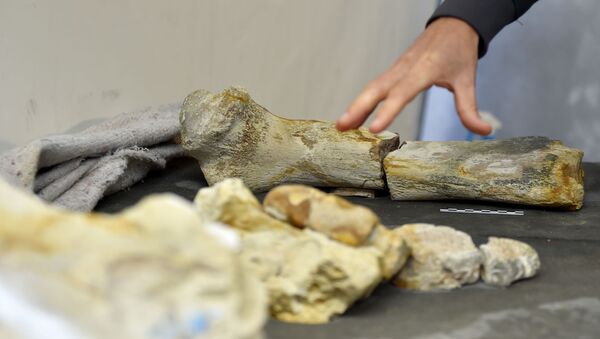首長竜の化石がフランスで発見 - Sputnik 日本
