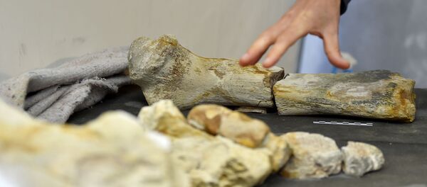 首長竜の化石がフランスで発見 首長竜の化石がフランスで発見 - Sputnik 日本