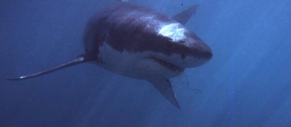 投げ縄でサメを捕えようとしたオーストラリア人、足の一部を噛みちぎられる　【動画】 - Sputnik 日本